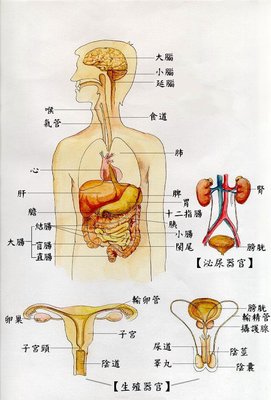 人體解剖圖.jpg